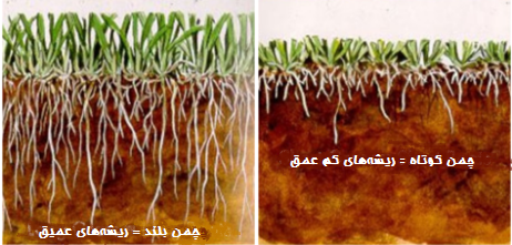 الگوی چمن زنی