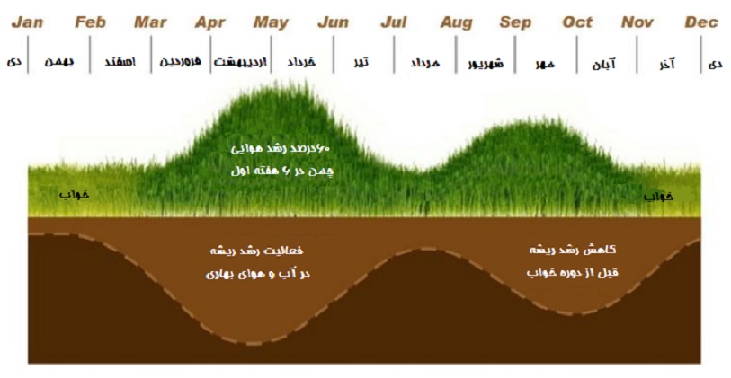 نمودار رشد چمن