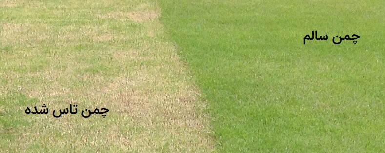 چمن تاس شده